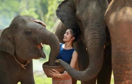Elephant Safari Village Tour activity with elephant feeding and interaction